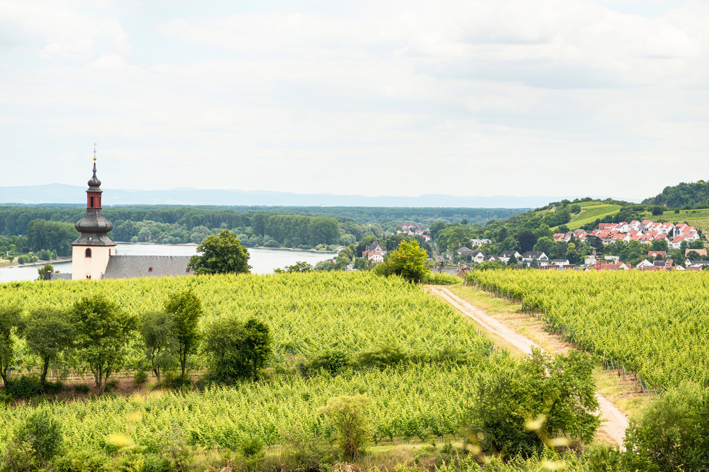 42 nierstein.webp